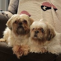 Anchor Bay Veterinary Center ico