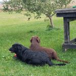 Project Hope Animal Outreach