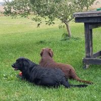 Project Hope Animal Outreach ico