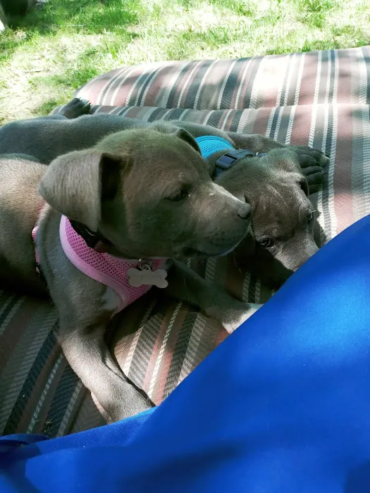 Project Hope Animal Outreach Picture 2