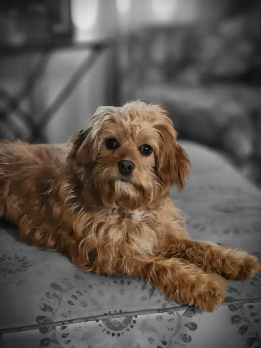 Banfield Pet Hospital Picture 8