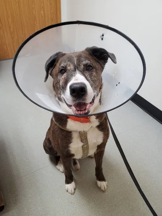 Banfield Pet Hospital Picture 3