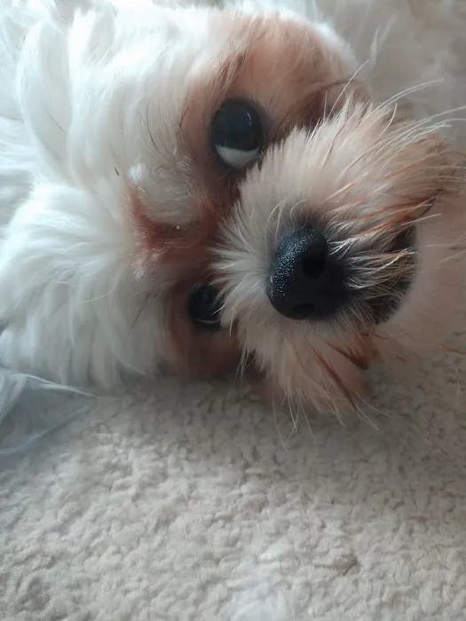 Banfield Pet Hospital Picture 9