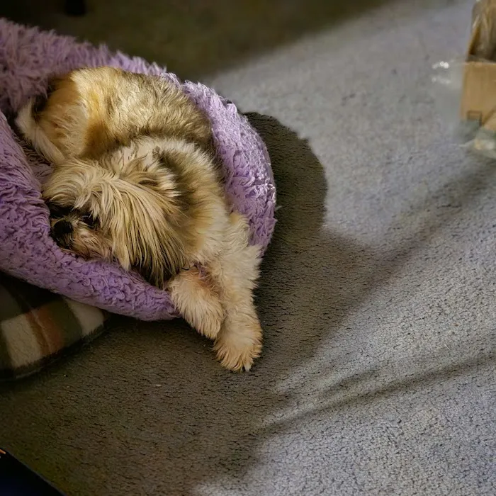 Banfield Pet Hospital Picture 6