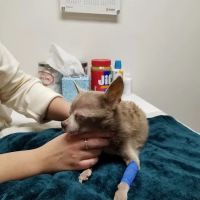 Banfield Pet Hospital ico