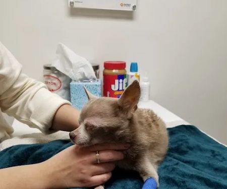 Banfield Pet Hospital