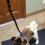 VetSelect Animal Hospital of Commerce Township