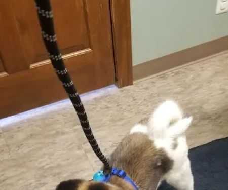 VetSelect Animal Hospital of Commerce Township