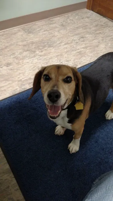 VetSelect Animal Hospital of Commerce Township Picture 8