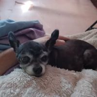 A & A Pet Hospital ico