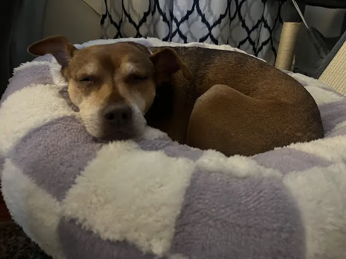 4 Paws Urgent Care Picture 1
