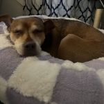 4 Paws Urgent Care