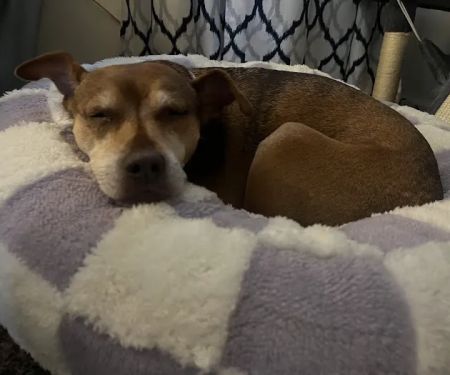 4 Paws Urgent Care