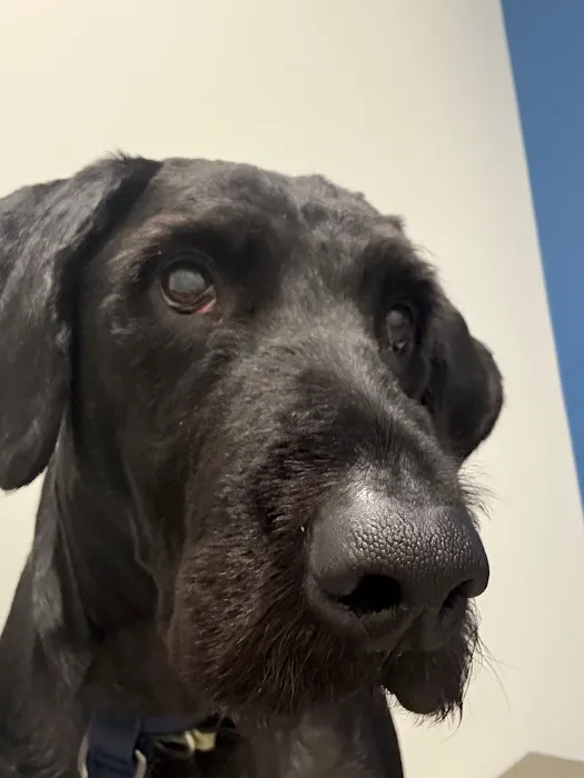 4 Paws Urgent Care Picture 10
