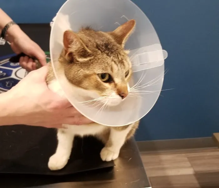 4 Paws Urgent Care Picture 7