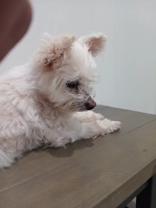4 Paws Urgent Care Picture 6