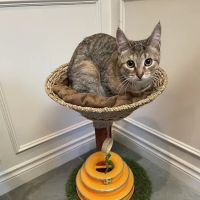 Commerce Village Veterinary Hospital ico
