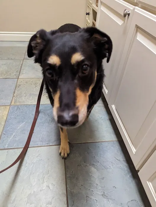 Commerce Village Veterinary Hospital Picture 10