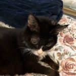 Wixom Family Pet Practice