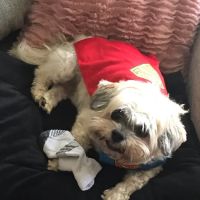 J&B Pet Source ico
