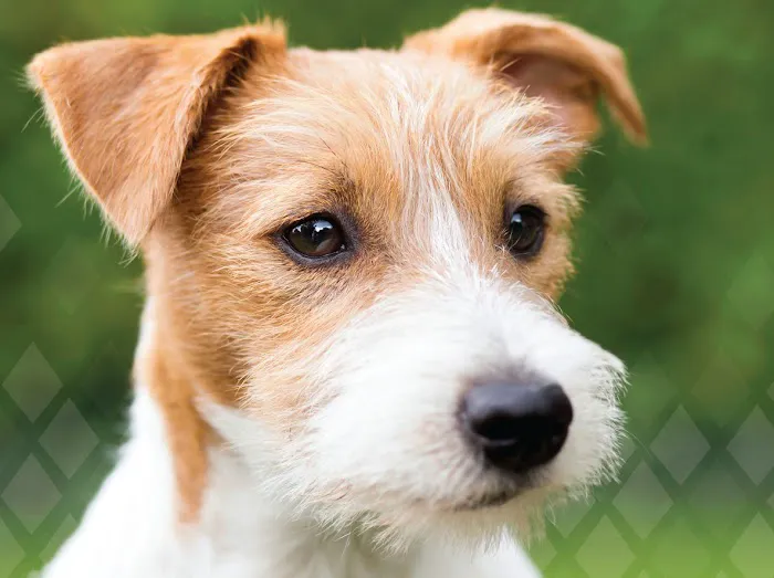 J&B Pet Source Picture 4