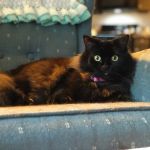 Great Lakes Veterinary Clinic