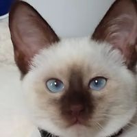Vet Ex Mobile Veterinary Services ico