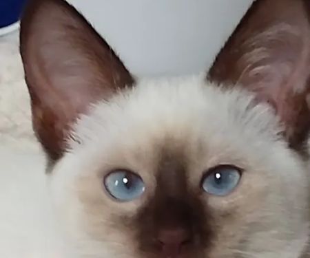 Vet Ex Mobile Veterinary Services