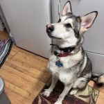 PetVet Vaccination Clinic