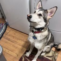 PetVet Vaccination Clinic ico