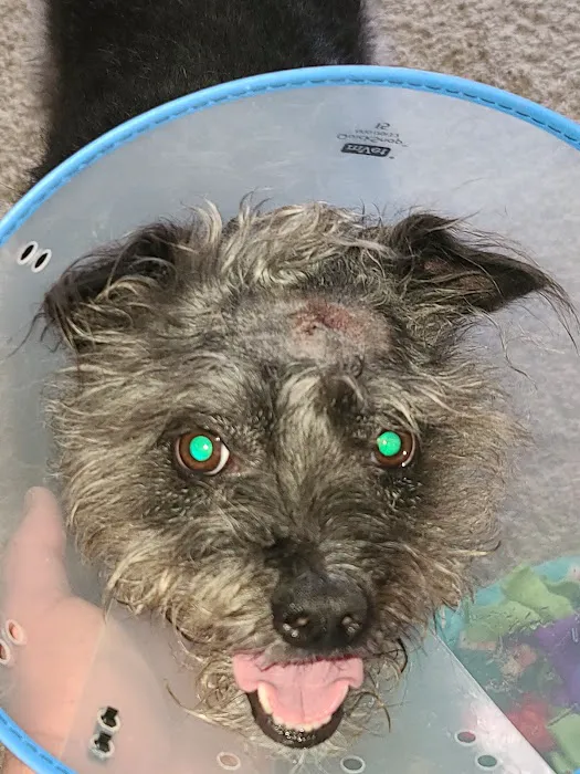 Airport Veterinary Hospital Picture 1