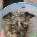 Airport Veterinary Hospital