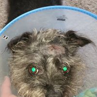 Airport Veterinary Hospital ico