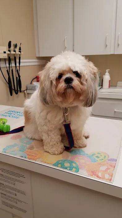 Airport Veterinary Hospital Picture 5