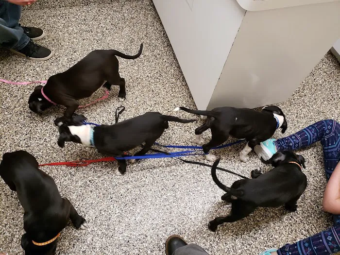 Airport Veterinary Hospital Picture 10