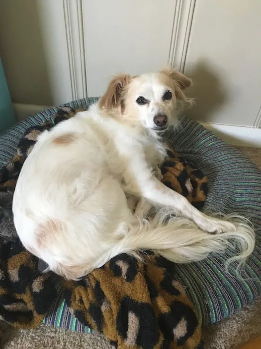 BluePearl Pet Hospital Picture 2