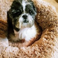 BluePearl Pet Hospital ico