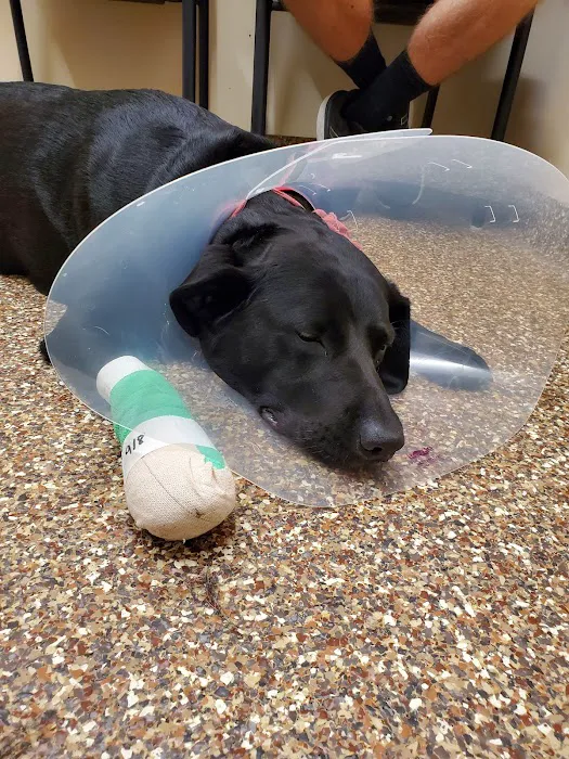 BluePearl Pet Hospital Picture 7