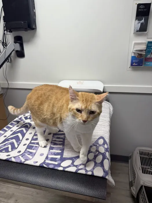 VIPets Franklin Animal Clinic Picture 2