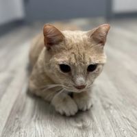 VIPets Franklin Animal Clinic ico