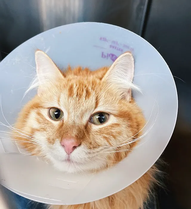 Williamson County Animal Hospital Picture 6