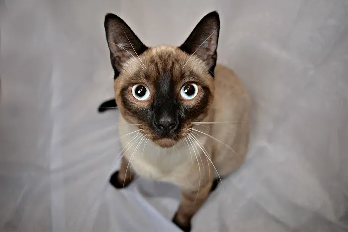 Williamson County Animal Hospital Picture 9