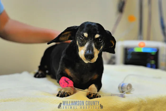 Williamson County Animal Hospital Picture 8