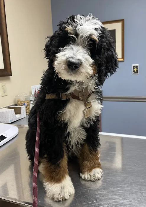 Williamson County Animal Hospital Picture 7