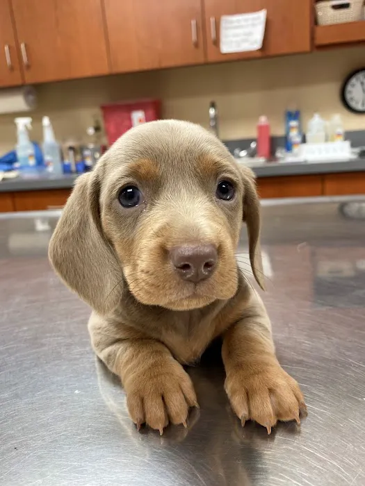 Williamson County Animal Hospital Picture 10