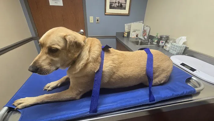 Williamson County Animal Hospital: Reynolds Forrest W DVM Picture 1