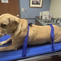 Williamson County Animal Hospital: Reynolds Forrest W DVM ico