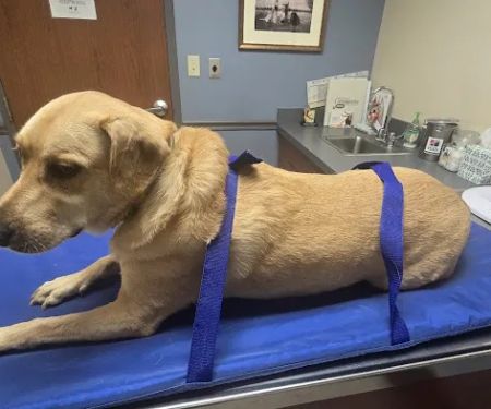 Williamson County Animal Hospital: Reynolds Forrest W DVM