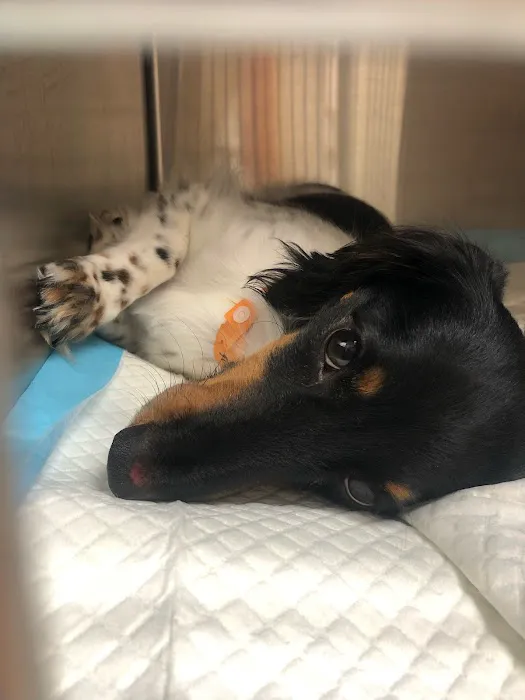 Banfield Pet Hospital Picture 1