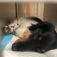 Banfield Pet Hospital ico